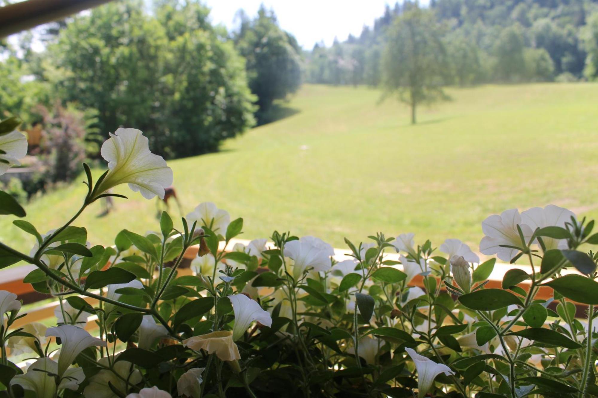 ブレッド House Gabrijel With Four Seasons Outdoor Kitchenヴィラ エクステリア 写真